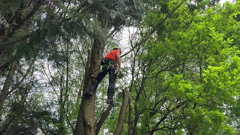 How Our Tree Care Process Works  in Pleasant Grove, AL